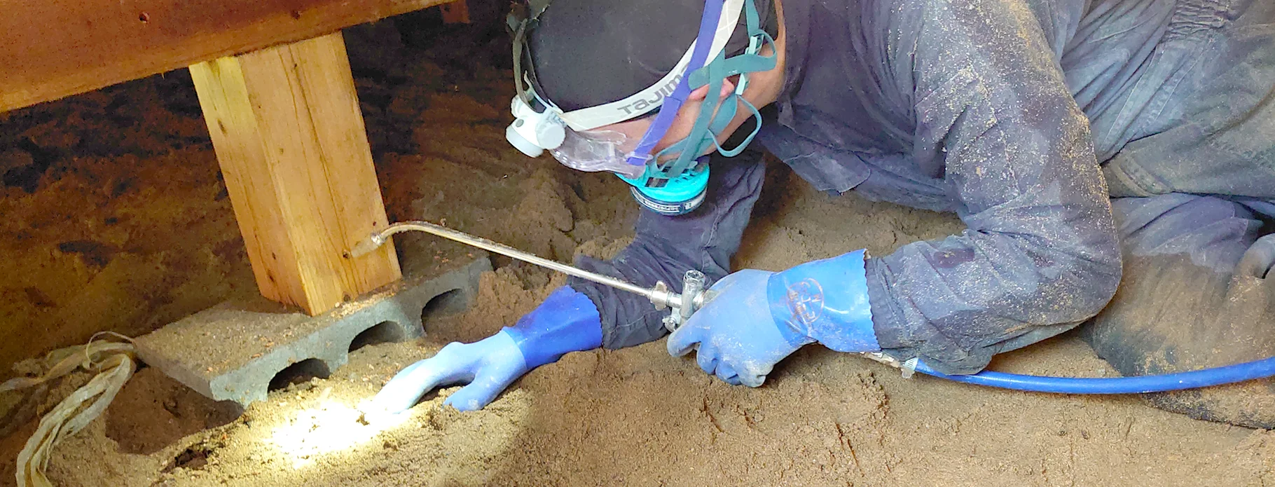 シロアリイメージ